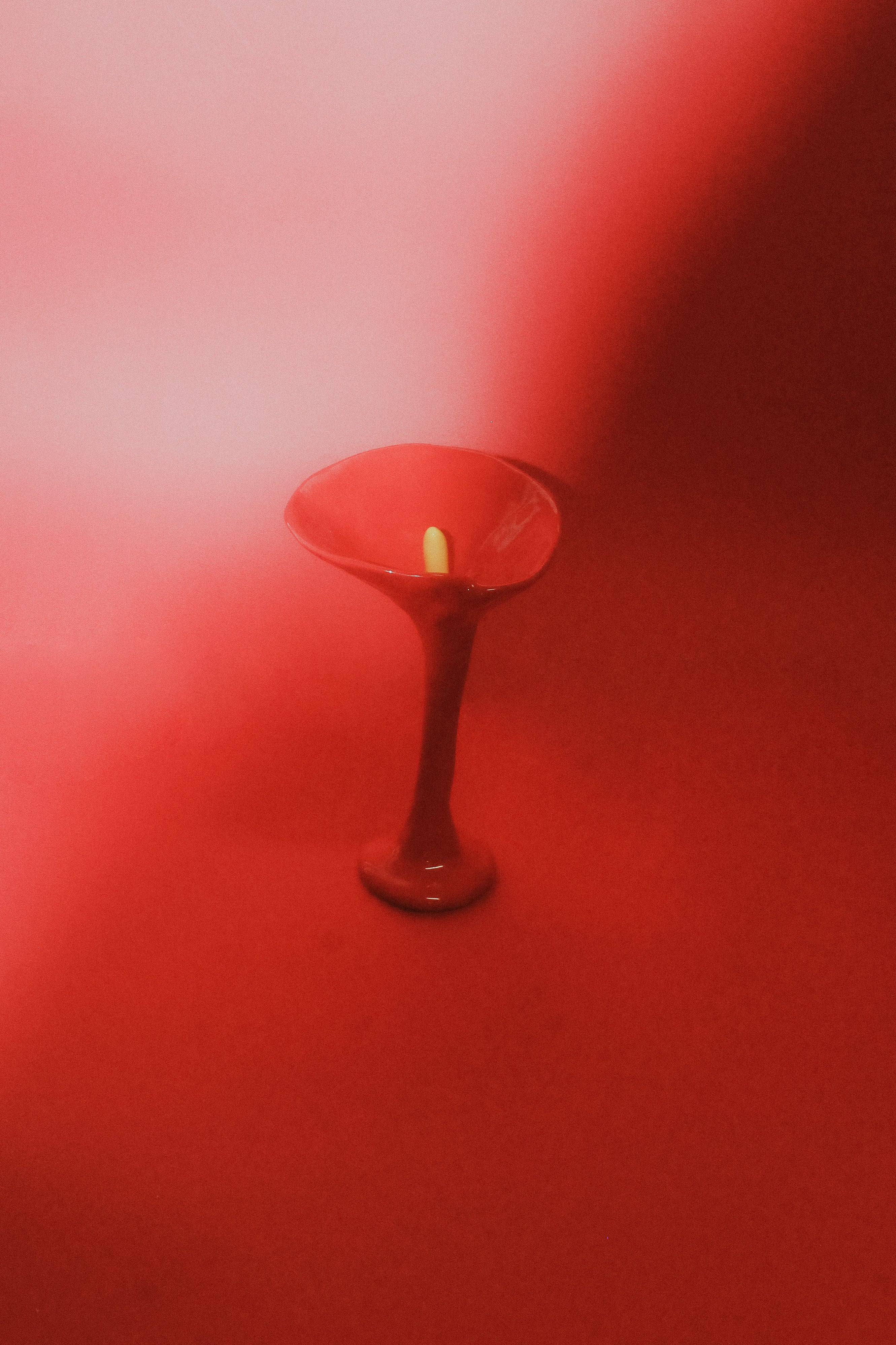 Anthurium Martini Cup - Red